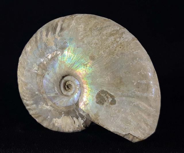 Cleoniceras (Grycia) cf. besairiei COLLIGNON 1949 - Bild © FossNet FossilienStore